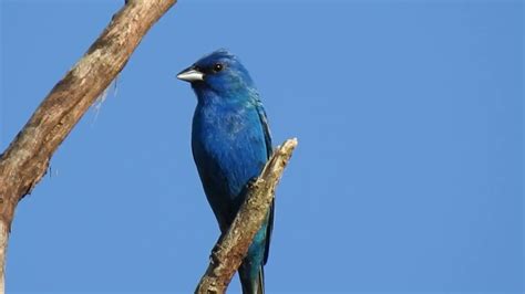 Indigo Bunting male singing . . . - YouTube