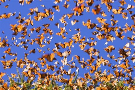 Monarch Butterfly Migration | Amusing Planet