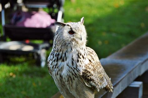 Barn Owl Raptor Night - Free photo on Pixabay - Pixabay