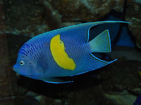 Top 10 Spectacular Blue Coloured Fish - A Visual Feast - HubPages