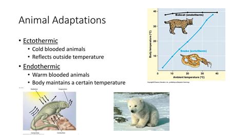 Ectothermic Endothermic Animals Of Australia Studycom