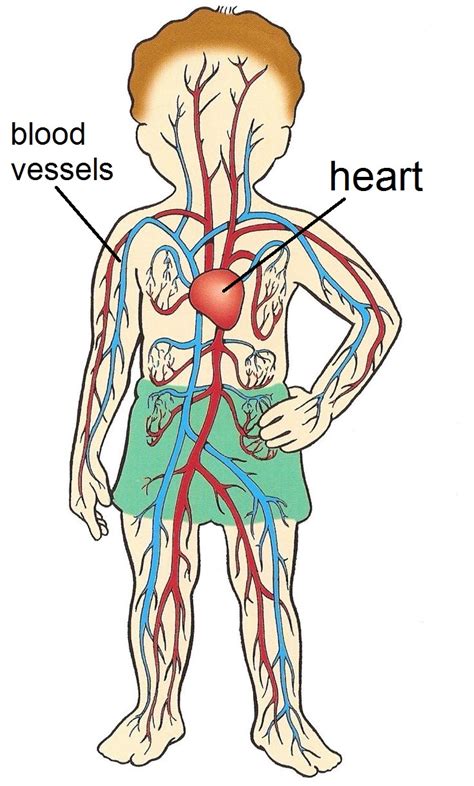 Carmelitas English: Unit 1: My body (Science)