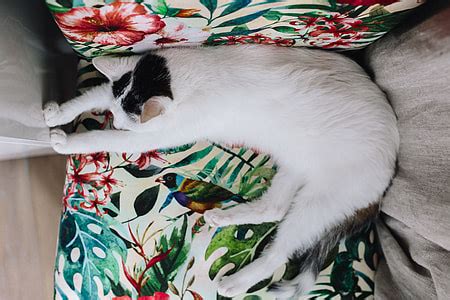 Royalty-Free photo: Mainecoon cat laying on windoe | PickPik