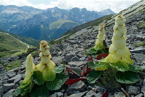 Noble Rhubarb — In Defense of Plants