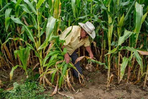 Nutrir el maíz es nutrir a México | Secretaría de Agricultura y Desarrollo Rural | Gobierno | gob.mx