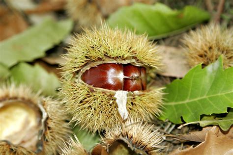 What Indian chestnut is for and how to use it — Your Health