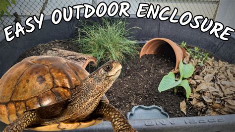 DIY Outdoor Box Turtle Enclosure | how to make a tortoise habitat - YouTube