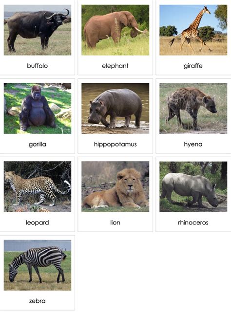 Mammals Africa 01 | AMI Digital