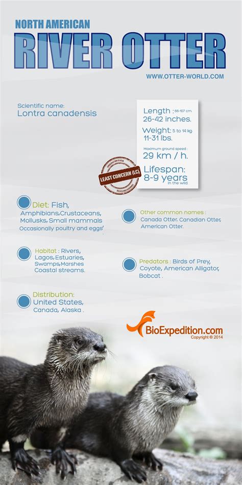 North American River Otter Infographic - Animal Facts and Information