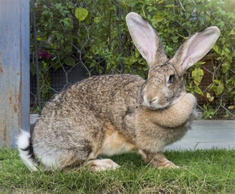 Flemish Giant Rabbits as Pets (A Complete Care Guide + Pictures)