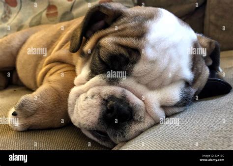 Sleeping English bulldog puppy Stock Photo - Alamy