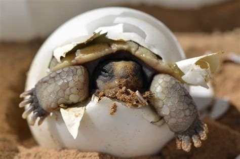 How to hatch turtle eggs - Box Turtle Site