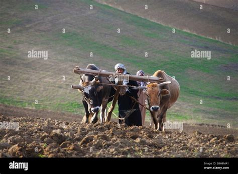 Traditional wooden plough hi-res stock photography and images - Alamy