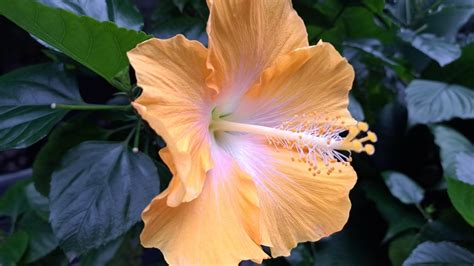 What Colors Are Hibiscus Flowers When They Bloom?