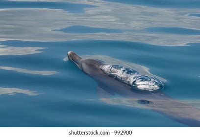 Dolphin Taking Breath Stock Photo 992900 | Shutterstock