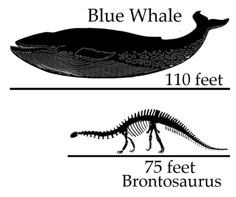 Brontosaurus Vs Blue Whale - Who is bigger?