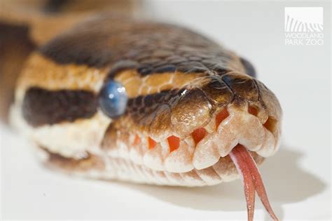 Why do snakes stick out their tongues?