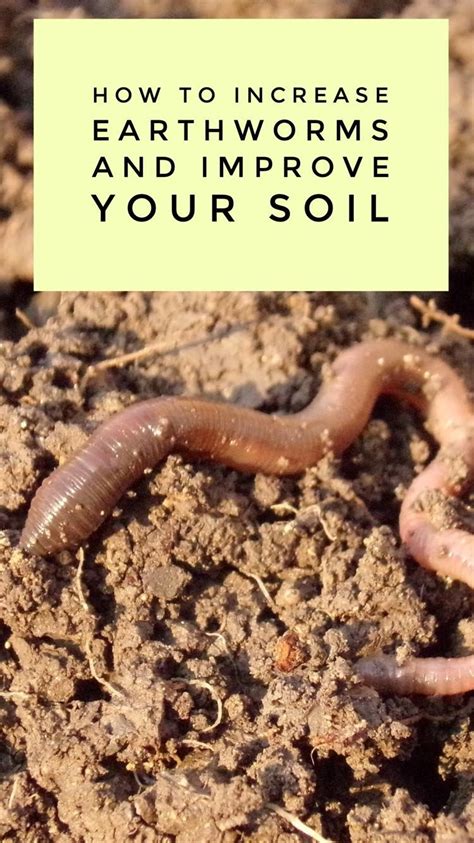 How to Increase the Number of Earthworms in Your Garden Soil | Organic gardening tips ...