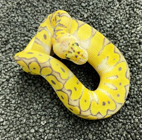 Show your bright morphs! - #40 by eaglereptiles - Ball Pythons - MorphMarket Reptile Community