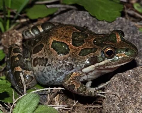 Spotted grass frog - Facts, Diet, Habitat & Pictures on Animalia.bio