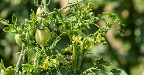 Why Are My Leaves On My Tomato Plant Curling at David Rawlinson blog