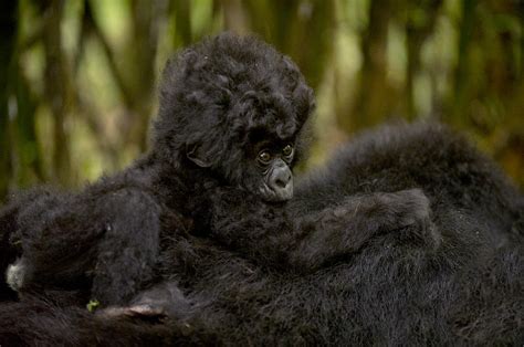 Gorilla mountain Gorilla beringei beringei Photograph by Carol Gregory - Fine Art America