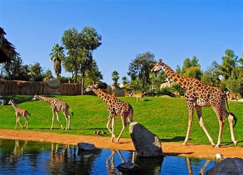 Bioparc Valencia: The Immersive Zoo | Amusing Planet