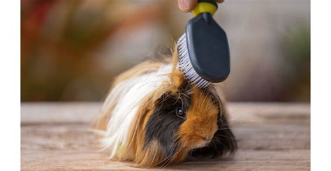 Guinea Pig Grooming | Aristopet