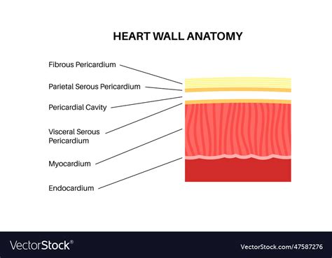 Heart wall anatomy Royalty Free Vector Image - VectorStock