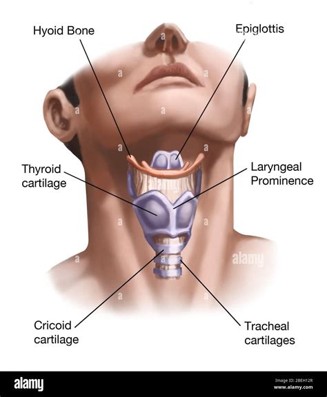 Tracheal cartilage hi-res stock photography and images - Alamy