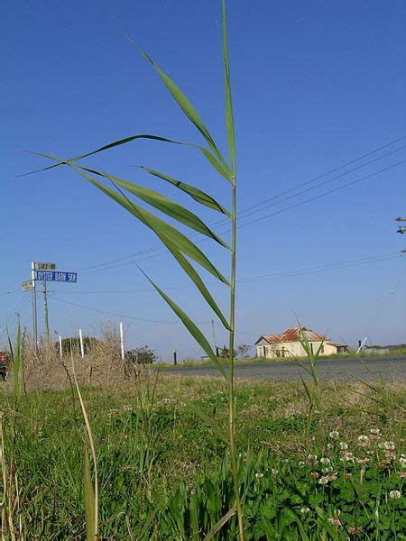 Common Reed (Phragmites australis) Identification