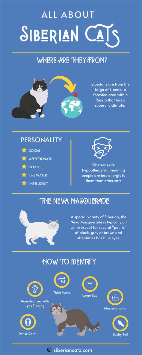 (Infographic) All About Siberian Cats - Siberian Cats