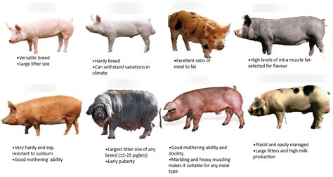 Pig Breeds