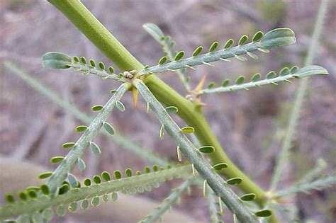 Factsheet - Parkinsonia aculeata (Parkinsonia)