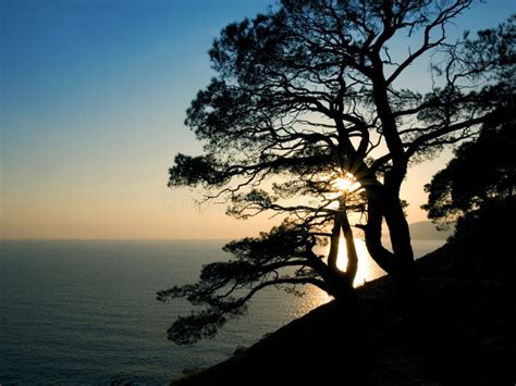 Pine Tree Silhouette at Sunset Stock Image - Image of shoreline ...