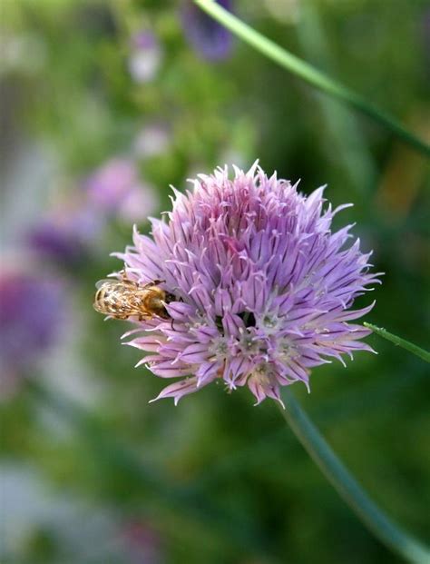 Chives: Plant Care and Collection of Varieties - Garden.org