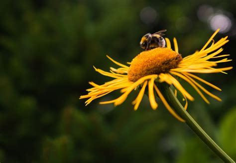 Barnyard Bees – The beekeeping superstore where you can get all your beekeeping supplies in one ...