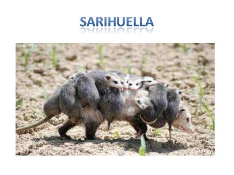 sarihuella