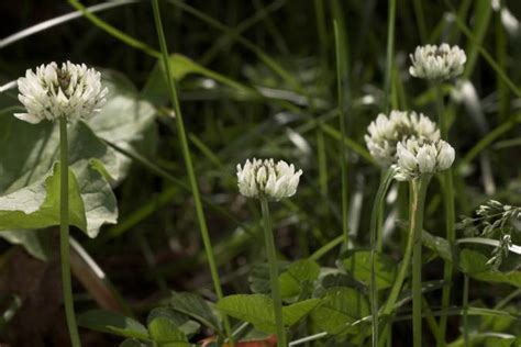 Clover Flowers