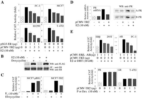 The effects of TR2 on ER-, ER-, AR-, PR-, and glucocorticoid ...