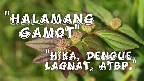 Halamang gamot para sa Hika ,Dengue, pagtatae at iba pa. - YouTube