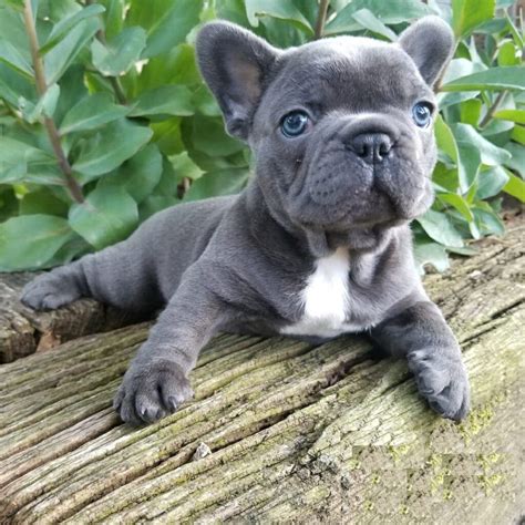 Top Teacup Bulldog Puppies of all time Don t miss out | bulldogs