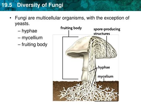 PPT - KEY CONCEPT Fungi are heterotrophs that absorb their food. PowerPoint Presentation - ID ...