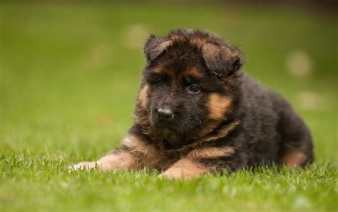 King Shepherd: 10 Reasons Why This Shepherd Dog Is Unique | All Things Dogs