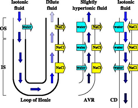 Figure 1 from Countercurrent multiplication may not explain the axial ...