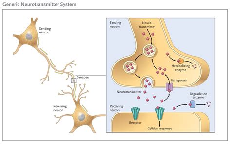 Neurotransmitters - Physiopedia