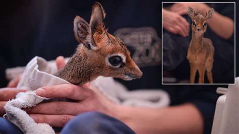 Baby Antelope Too Small For Scales Is Hand-Raised After Mom Dies - YouTube