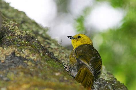 Bumper beech seed triggers pest plague | Conservation blog