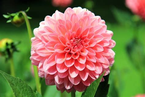 Dahlias Flowers | Best Flower Site