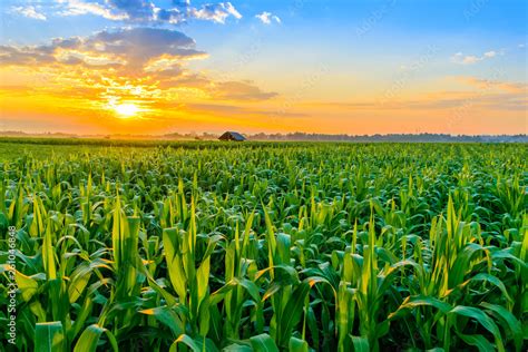 sunrise over the corn field Stock Photo | Adobe Stock